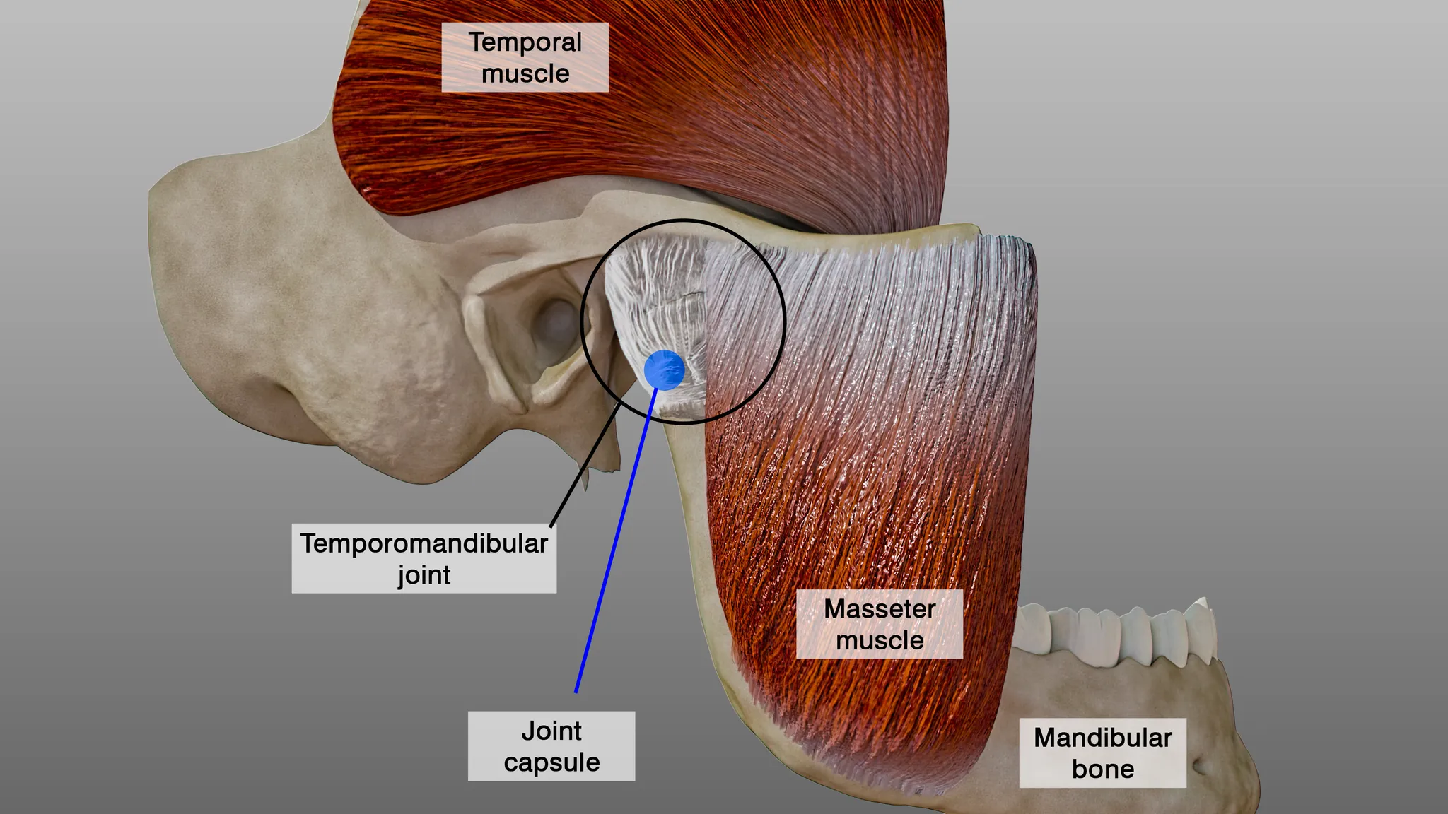 TMK and cervical spine anatomy showing masseter and other surrounding muscles