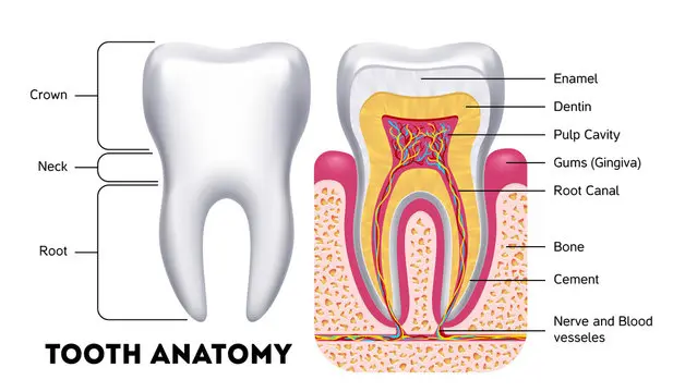 Anatomy of a tooth socket after extraction showing bone structure and tissue